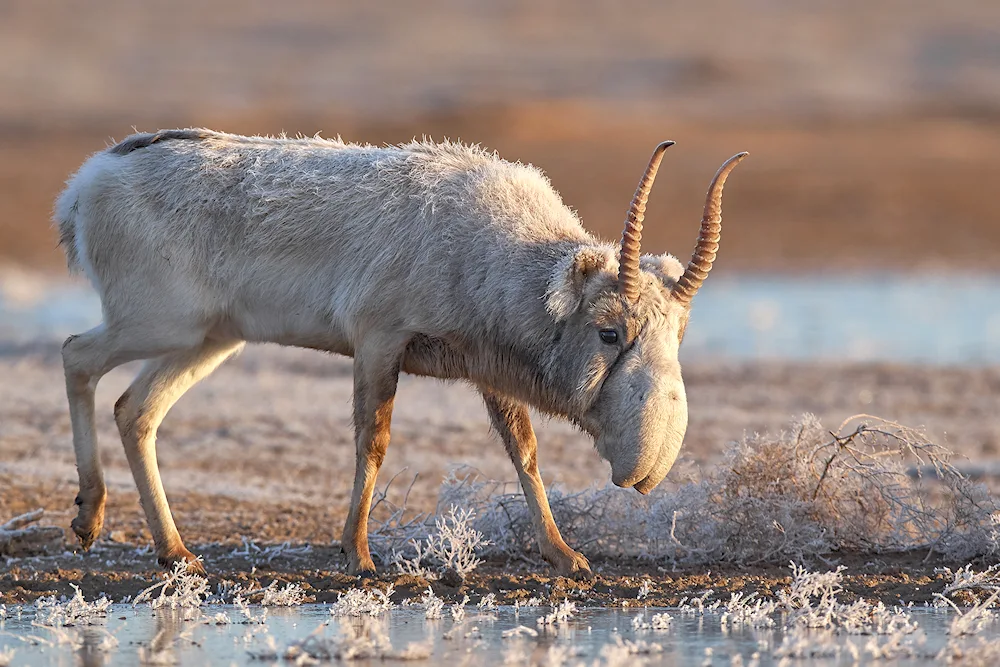 Saiga Saiga