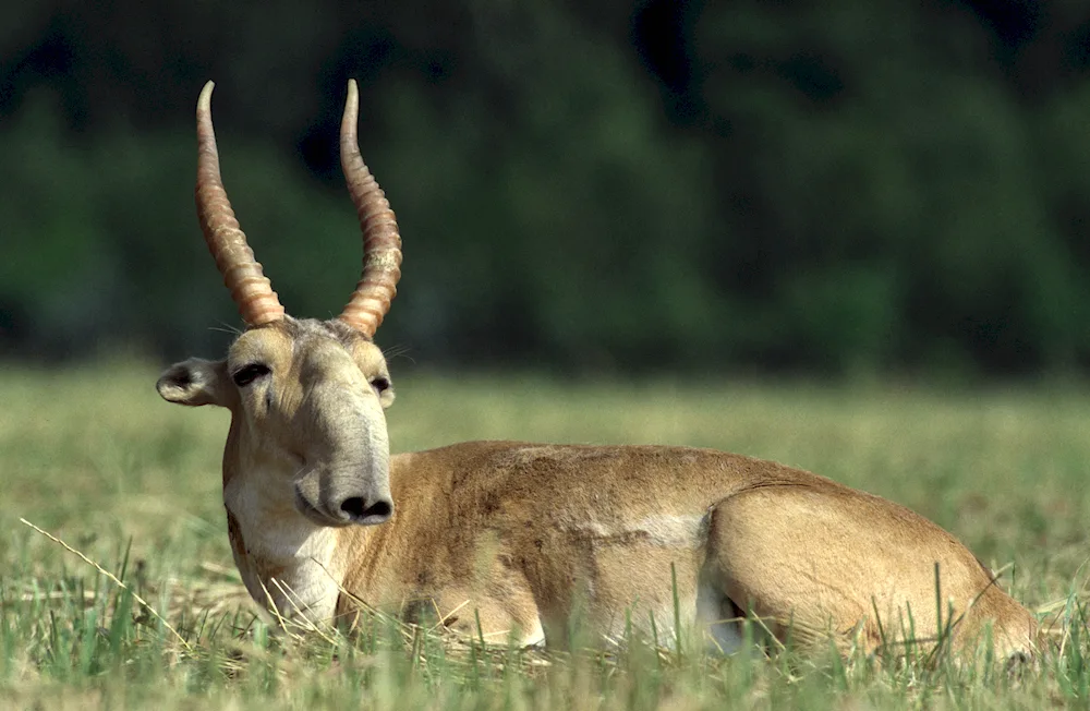 Saiga Saiga