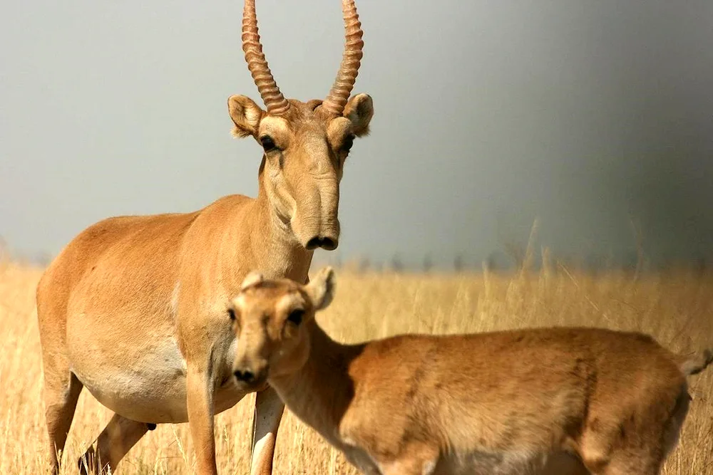 Saiga Saiga Saiga Saiga Saiga Saiga Saiga Saiga Saiga Saiga Saiga Saiga Saiga Saiga Saiga Saiga Saiga Saiga Saiga Saiga Saiga Saiga Saiga Saiga Saiga Saiga Saiga Saiga Saiga Saiga Saiga Saiga Saiga Saiga Saiga Saiga Saiga Saiga Saiga Saiga Saiga Saiga Saiga Saiga Saiga Saiga Saiga Saiga Saiga Saiga Saiga Saiga Saiga