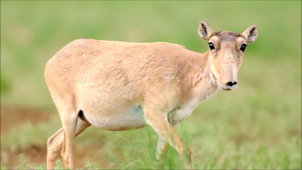 Antelope Saiga