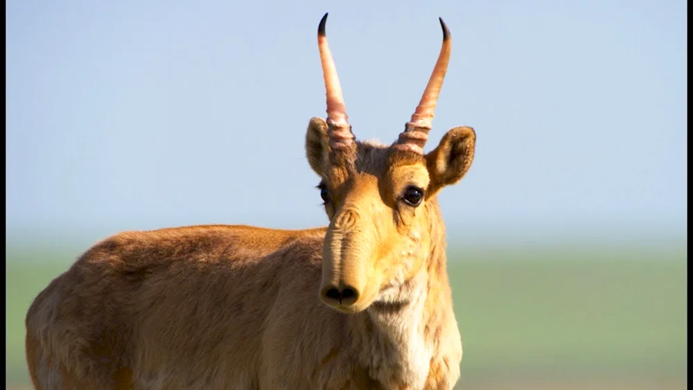 Antelope Saiga