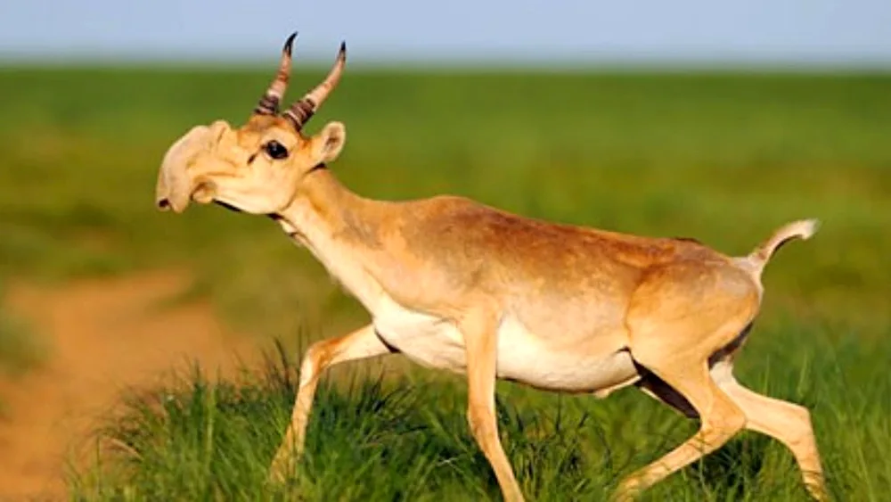 Antelope Saiga