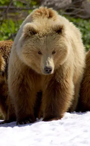 Sailugem brown bear