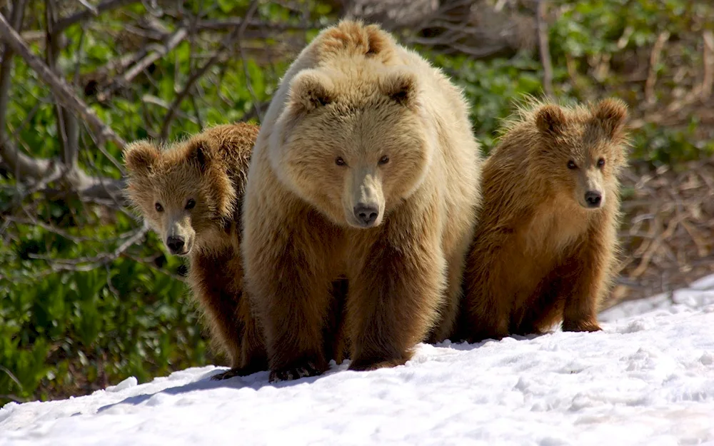 Sailugem brown bear