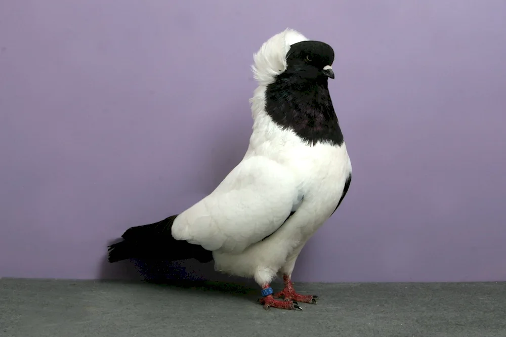 Orlovsky white Orlov pigeons