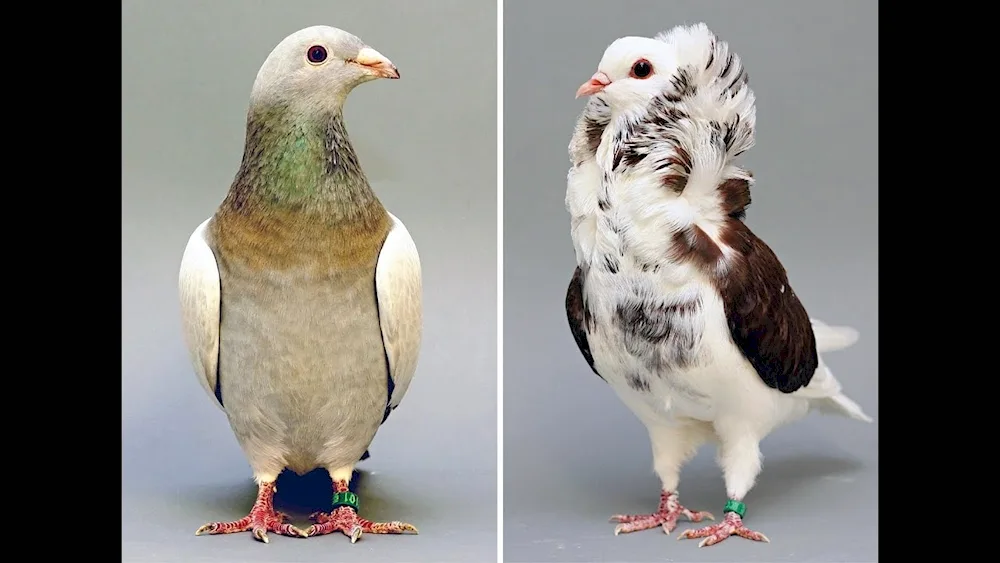 Chinese Seagull pigeon breed