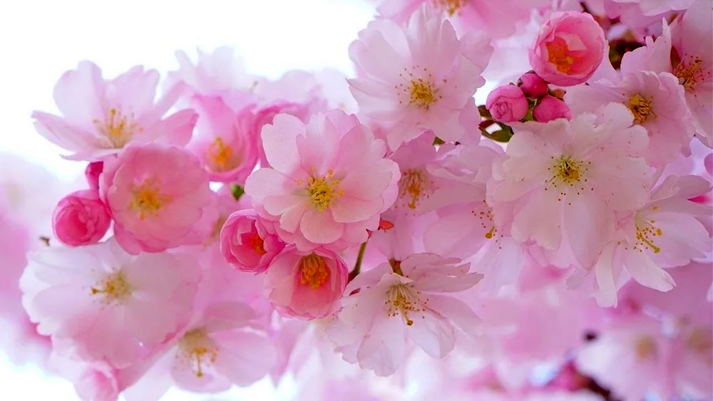 Sakura blossom tree