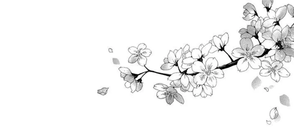 Sakura cherry blossom tree