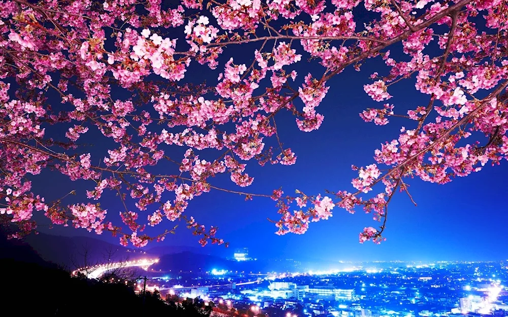 Sakura cherry blossom