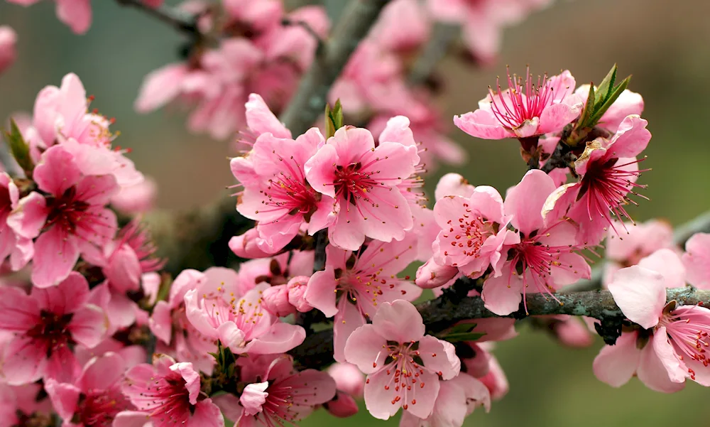 Bright spring flowers