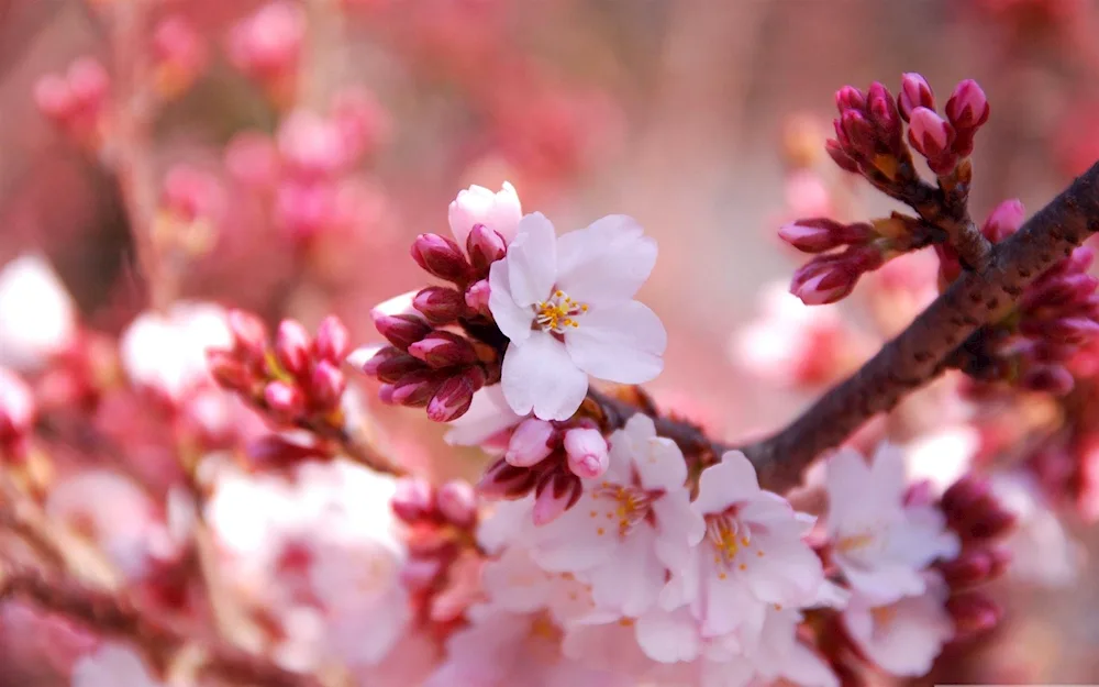 Cherry blossom tree