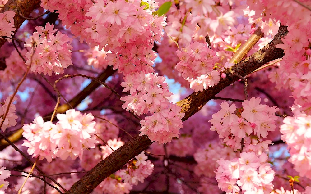 Cherry blossom tree