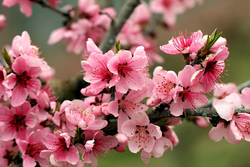 Sacura cherry blossom tree