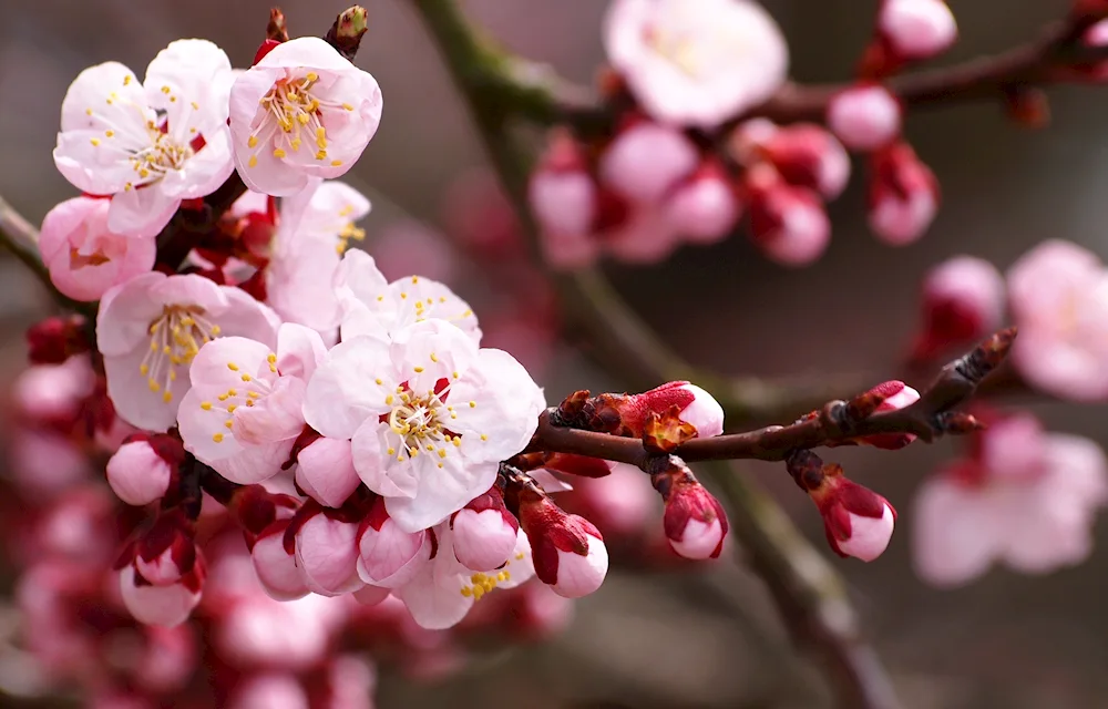 Sakura cherry blossom tree