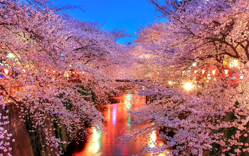 Sakura cherry blossom tree