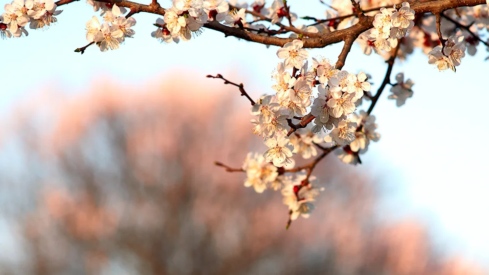 Sakura cherry blossom tree