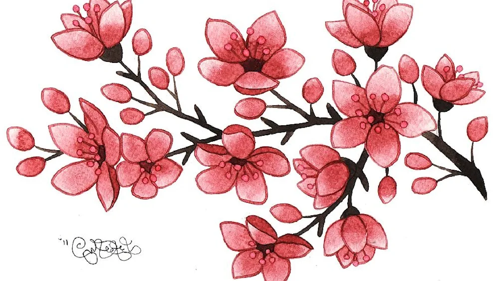 Sakura cherry blossom tree