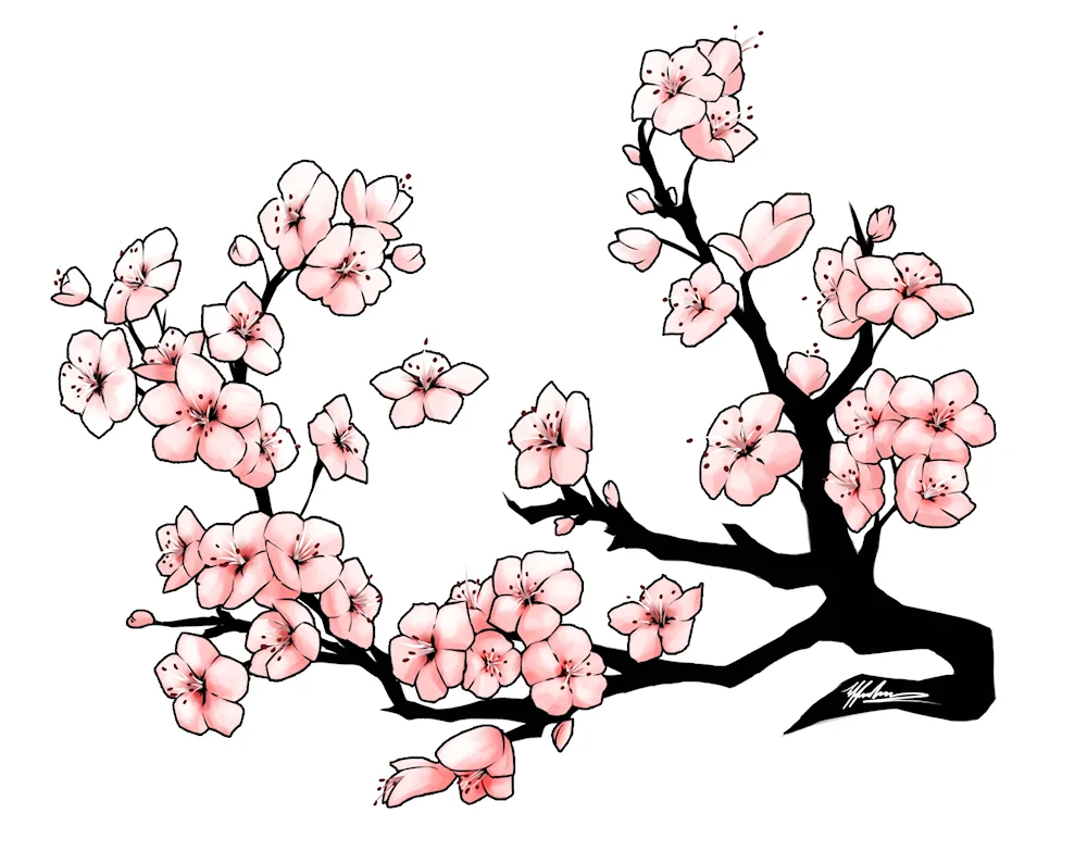 Sakura for drawing