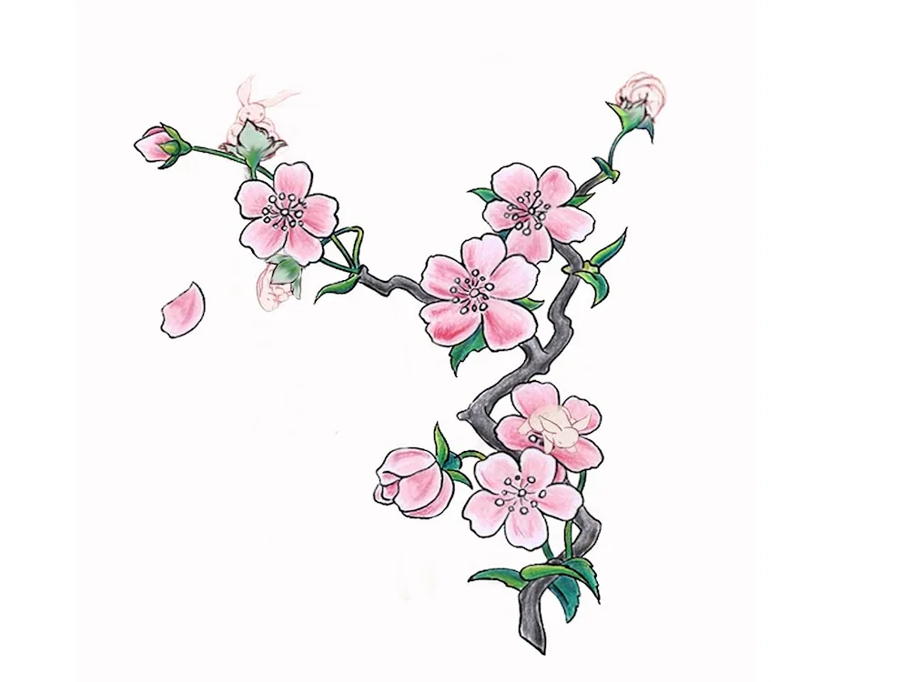 Sakura drawing