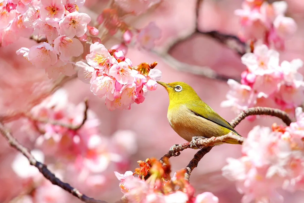 Sakura Japanese white-eyed tit