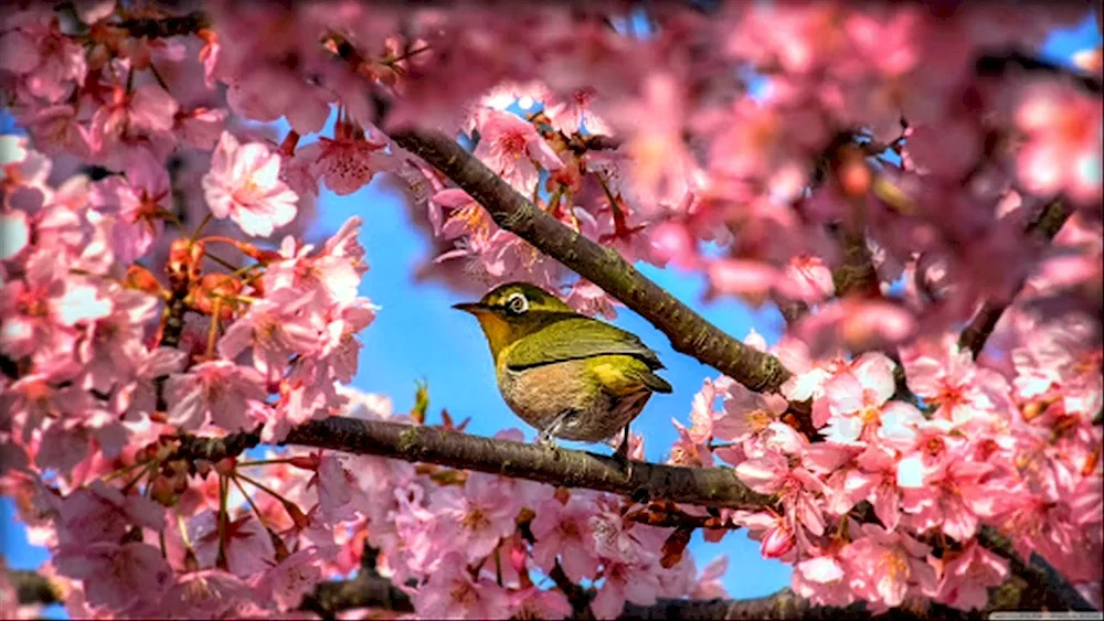 Sakura Japanese white-eyed tit