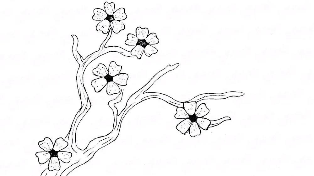 Sakura drawing