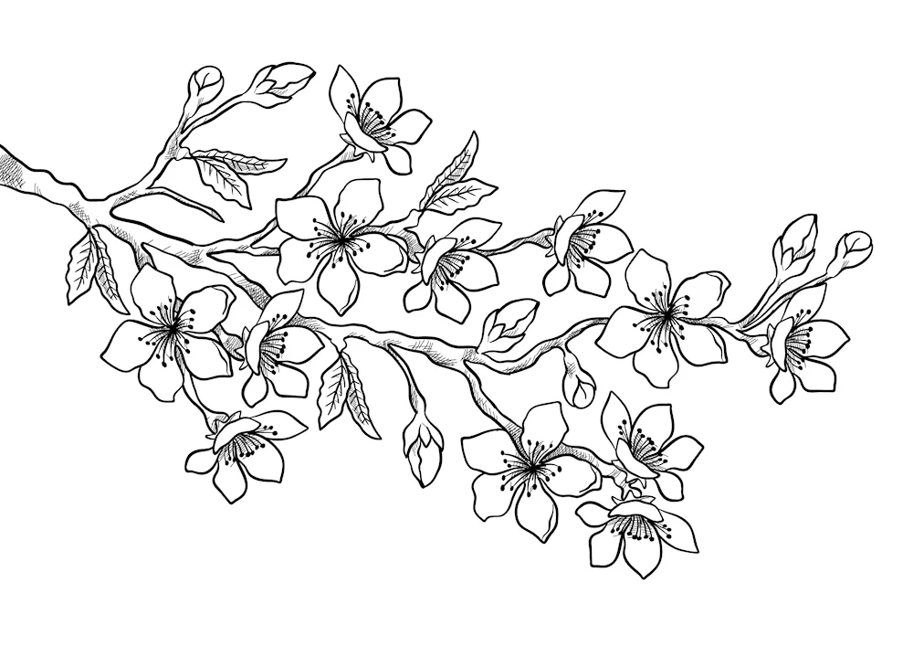 Colouring anti-stress