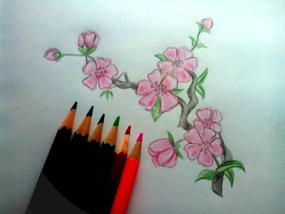 Sakura Cherry blossom tree