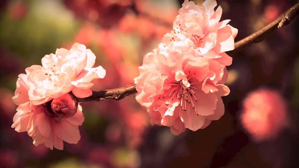 Spring flowers. flowers
