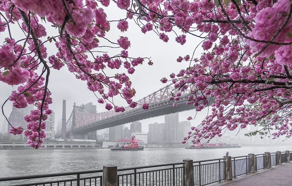 Sakura in New York City New York