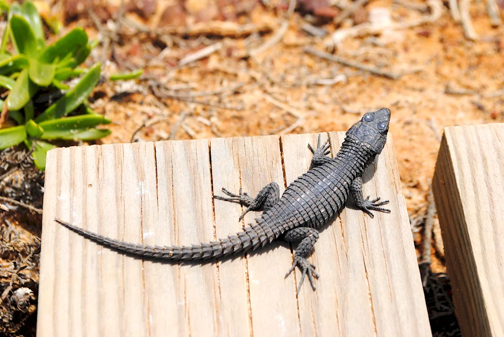 Salamander and gecko