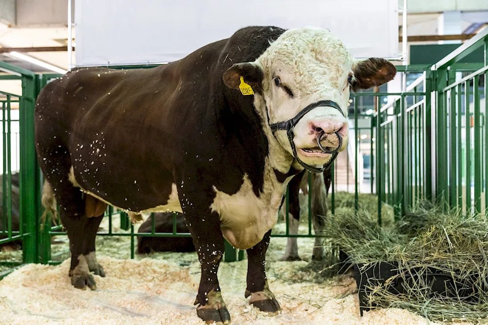 Aberdeen bull. Angus