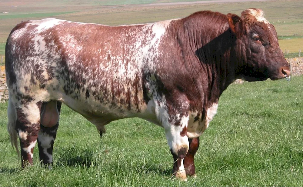 Salers Cattle breed