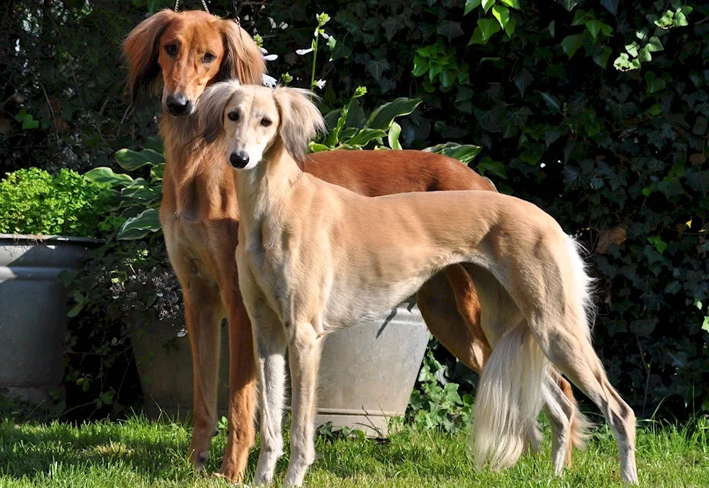 Saluki dog breed