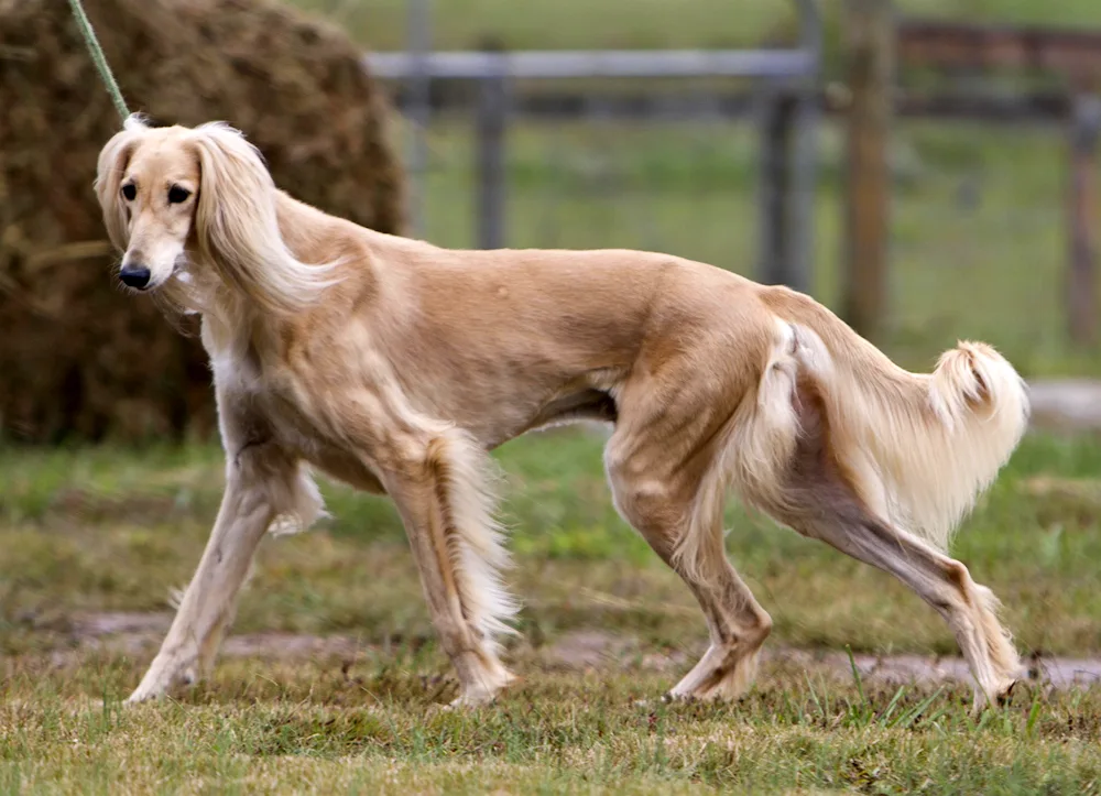 Saluki dog