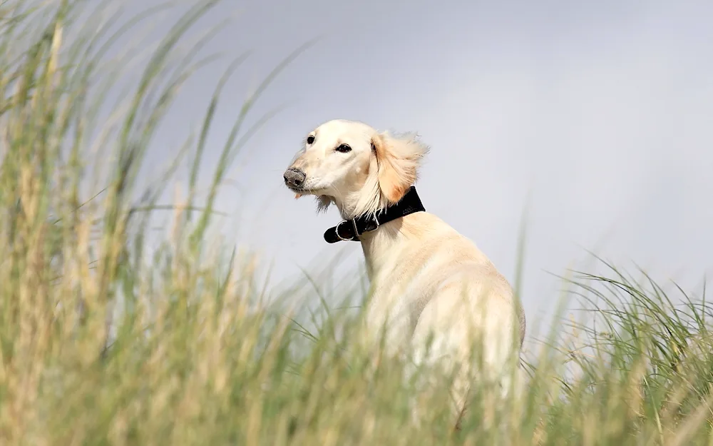 Russian hound greyhound dog