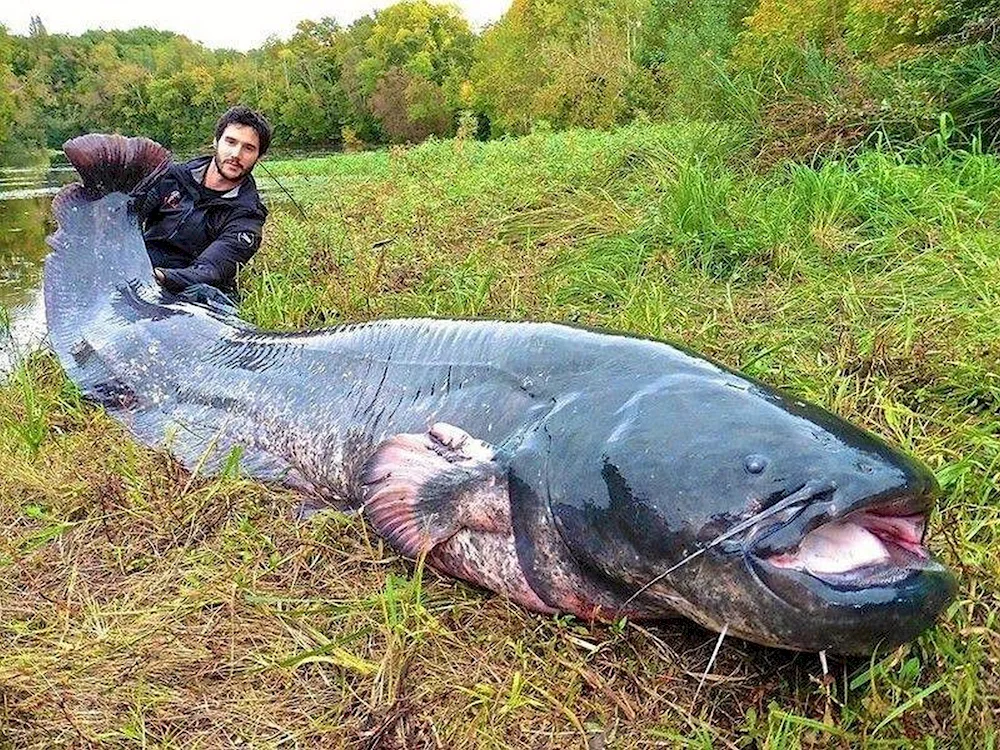 The largest catfish