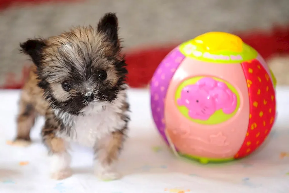 Smallest dogs in the world