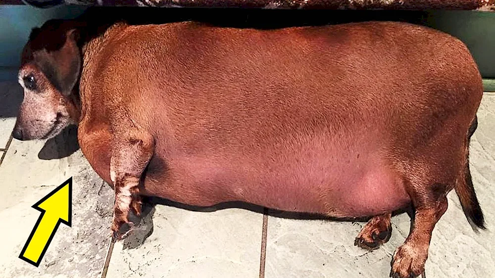 Fat dog