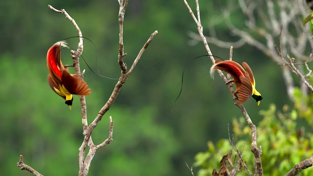 Female Threadfinch Bird of Paradise