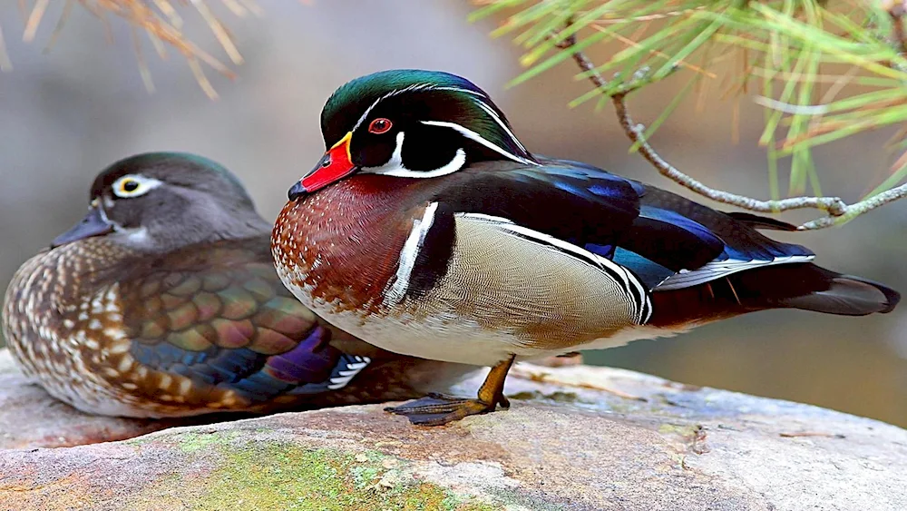 Mandarin duck male