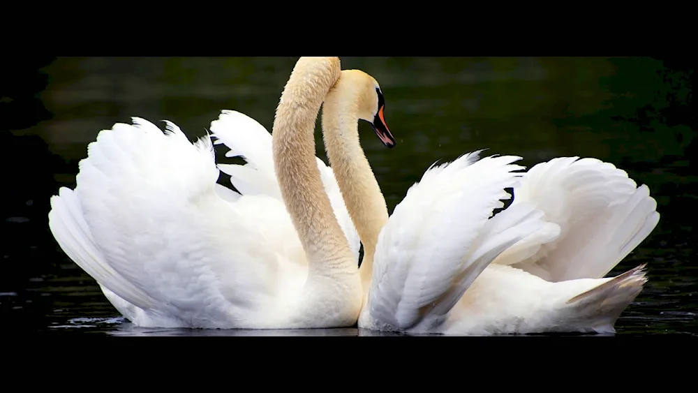 Swan chick