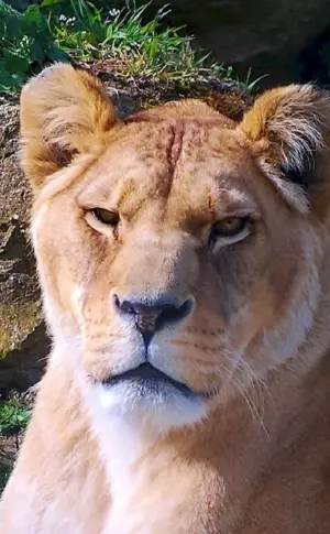 Female lioness