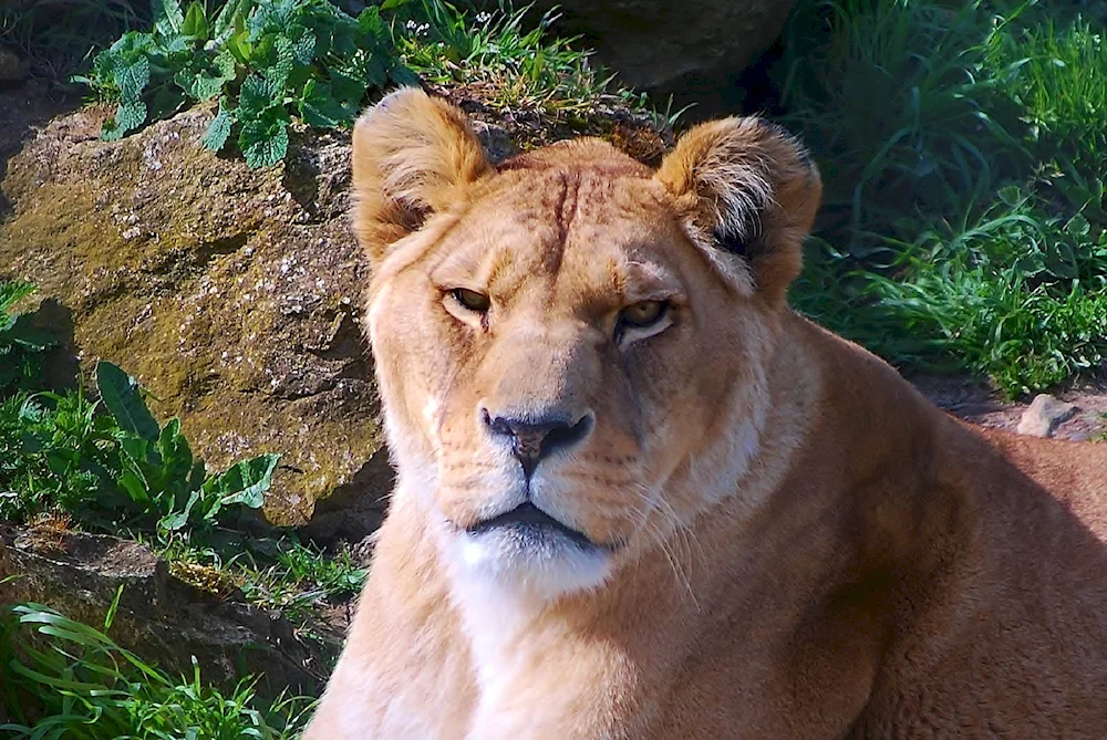 Female lioness