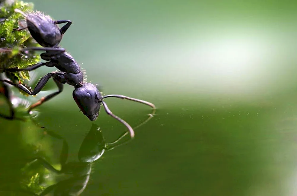 Camponotus herculeanus sachalinensis