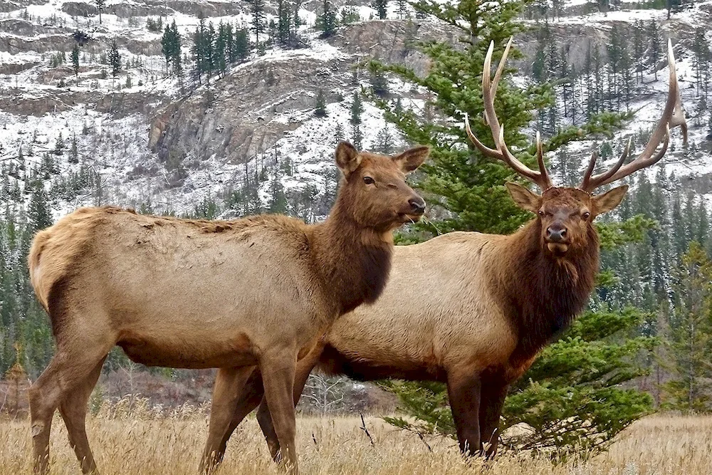 Bearded deer and fawn