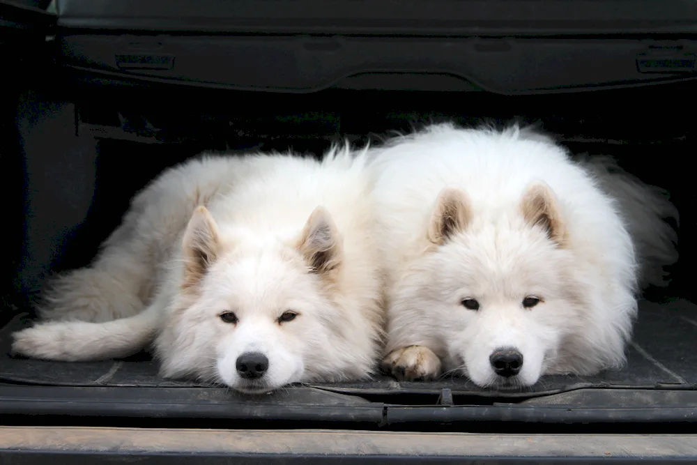 Samoyed husky Black husky