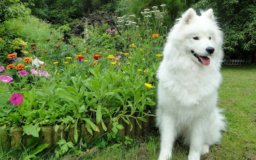 Samoyed husky Black husky