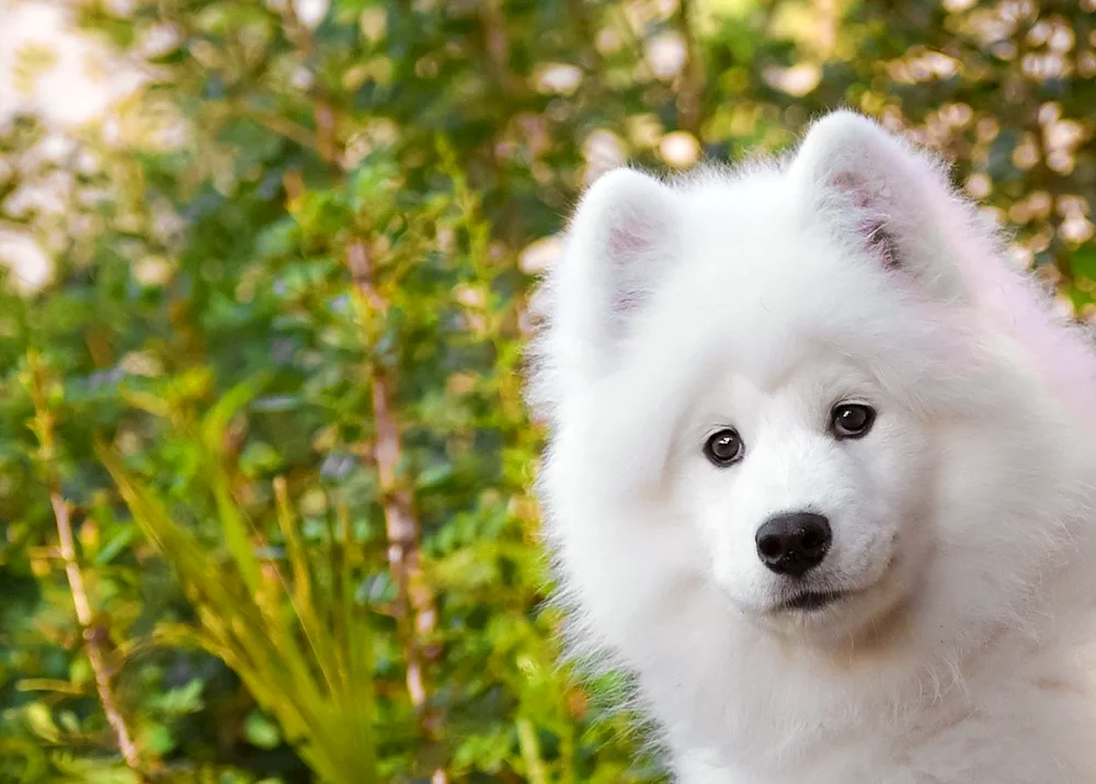 Samoyed husky black