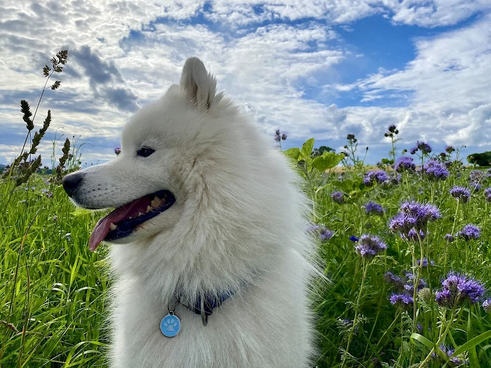 Samoyed dog